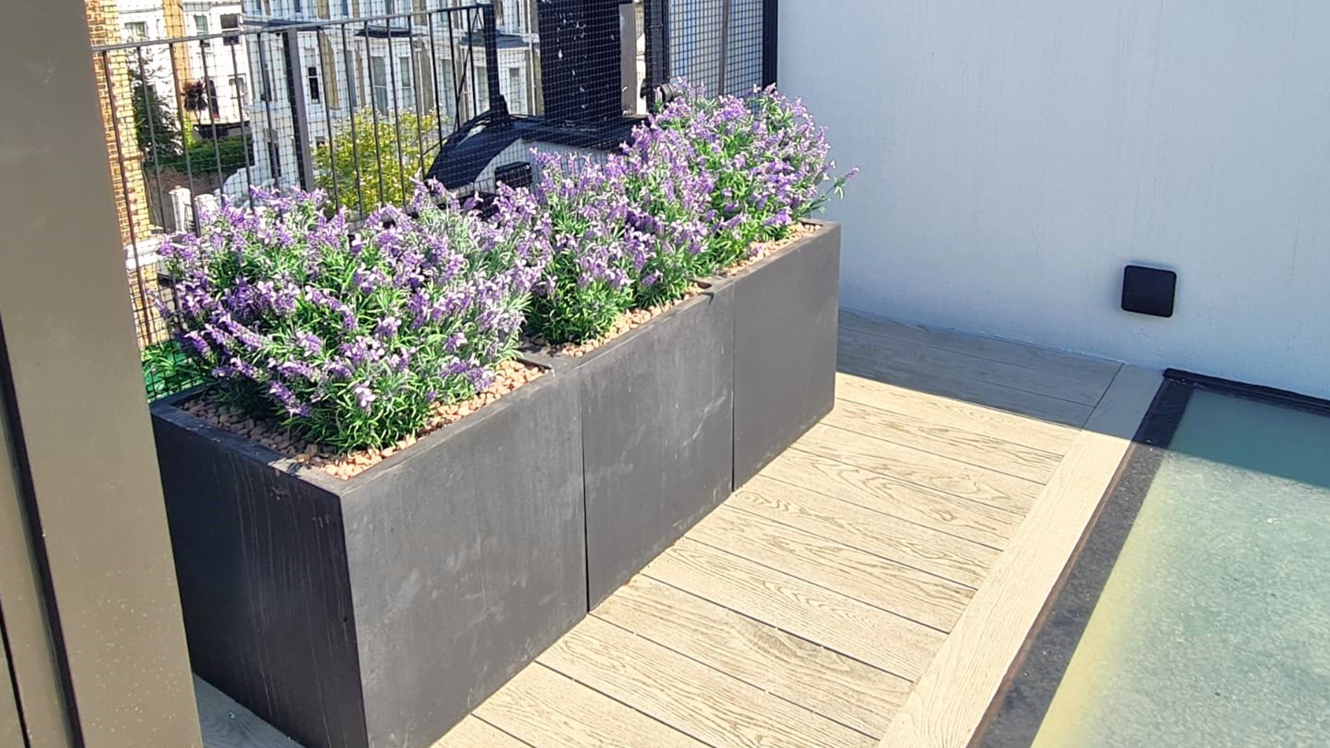 French Lavender Bush Header Image