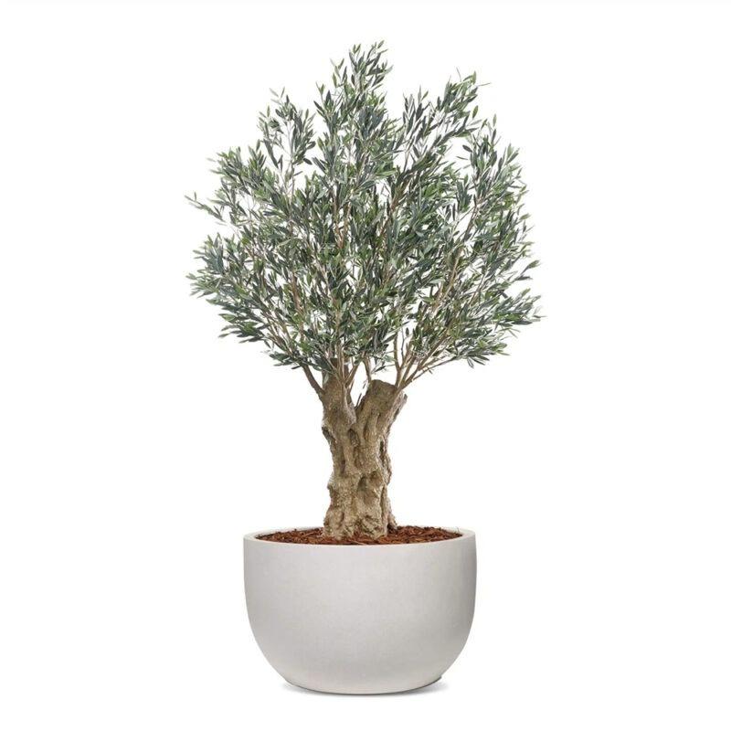 Olea Bella Mature Artificial Olive Tree Featured Image