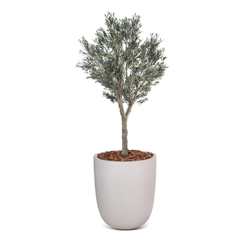 Olive Tree Featured Image