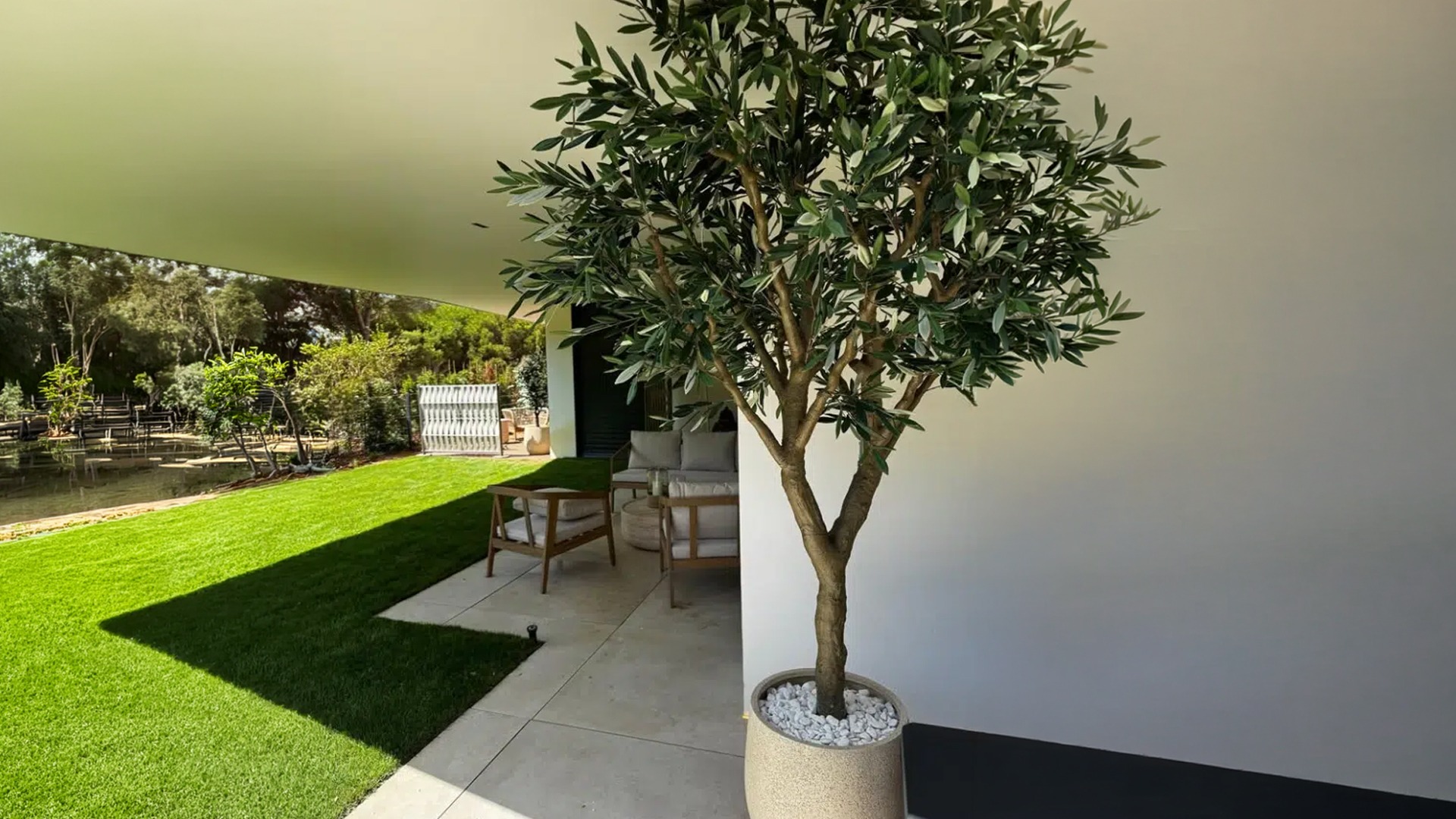 Olive Tree Header Image
