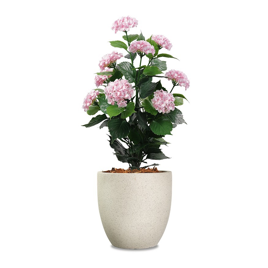 Pink Hydrangea Product Image