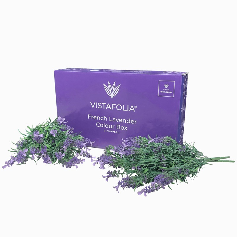 Purple French Lavender Colour Box